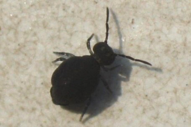 Plaatje bij antwoord