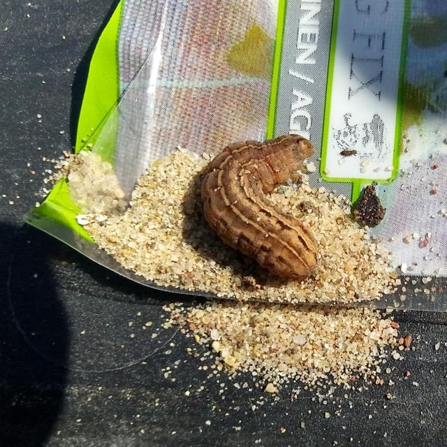 Picture for question