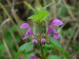 Plaatje bij antwoord