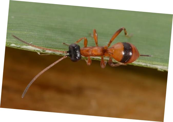 Plaatje bij antwoord