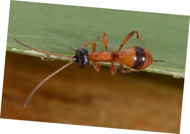 Plaatje bij antwoord