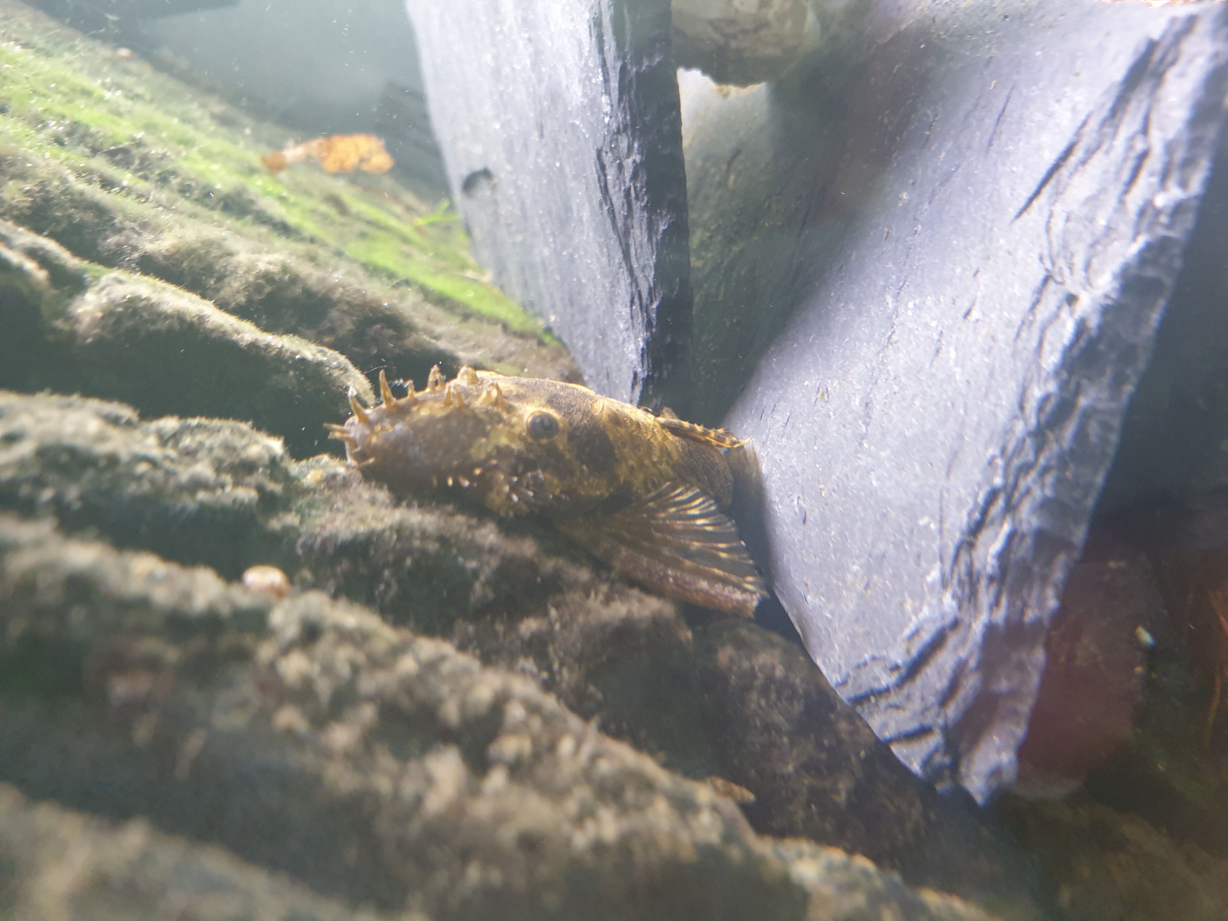 Picture for question