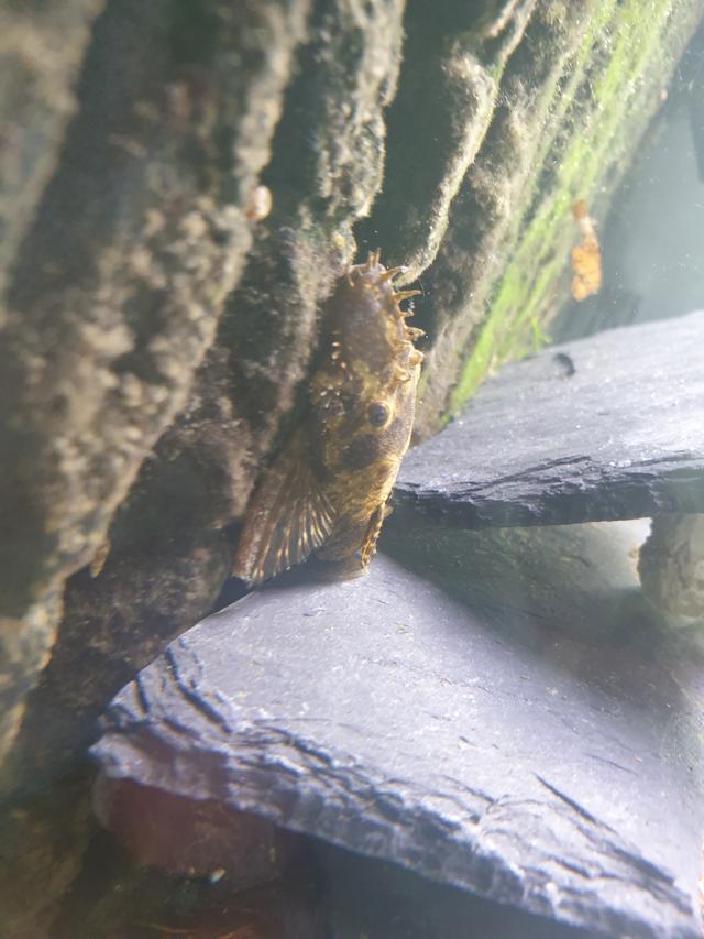 Picture for question