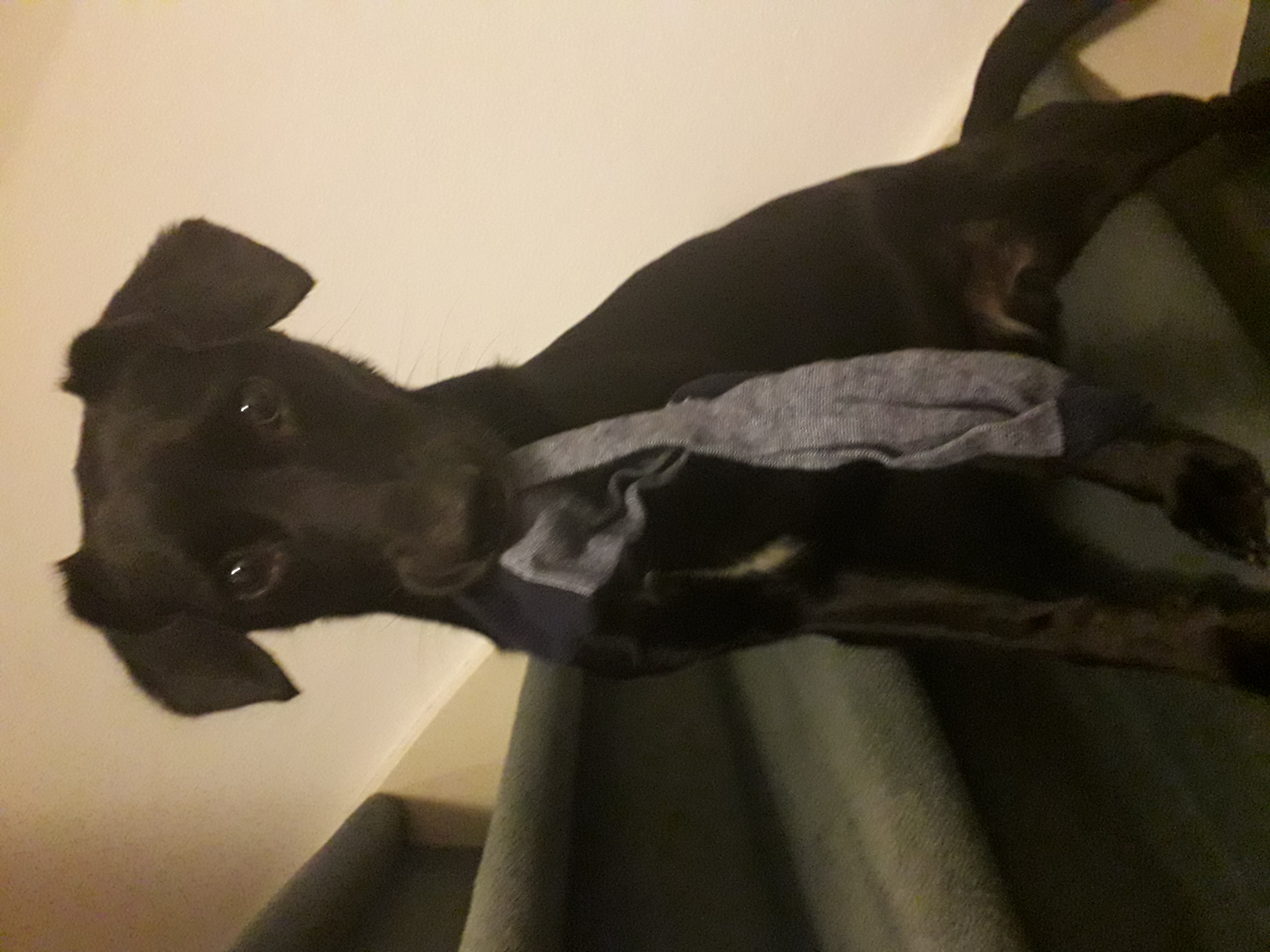 Picture for question