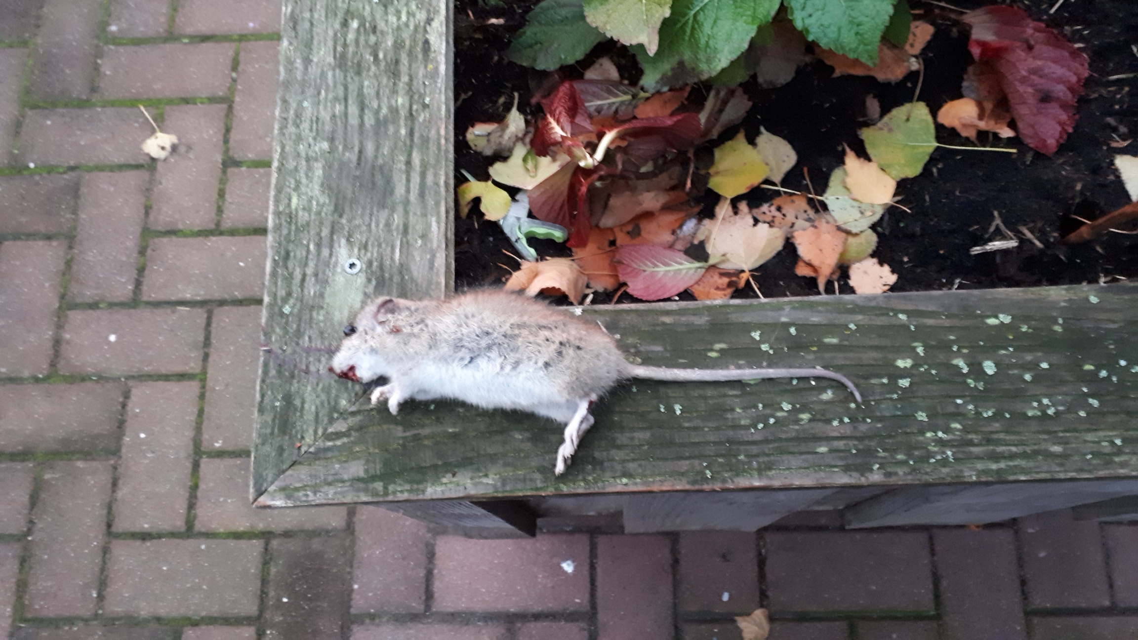 Picture for question