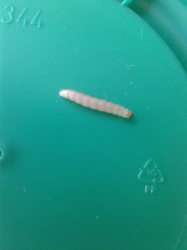 Picture for question