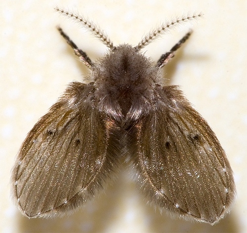 Plaatje bij antwoord