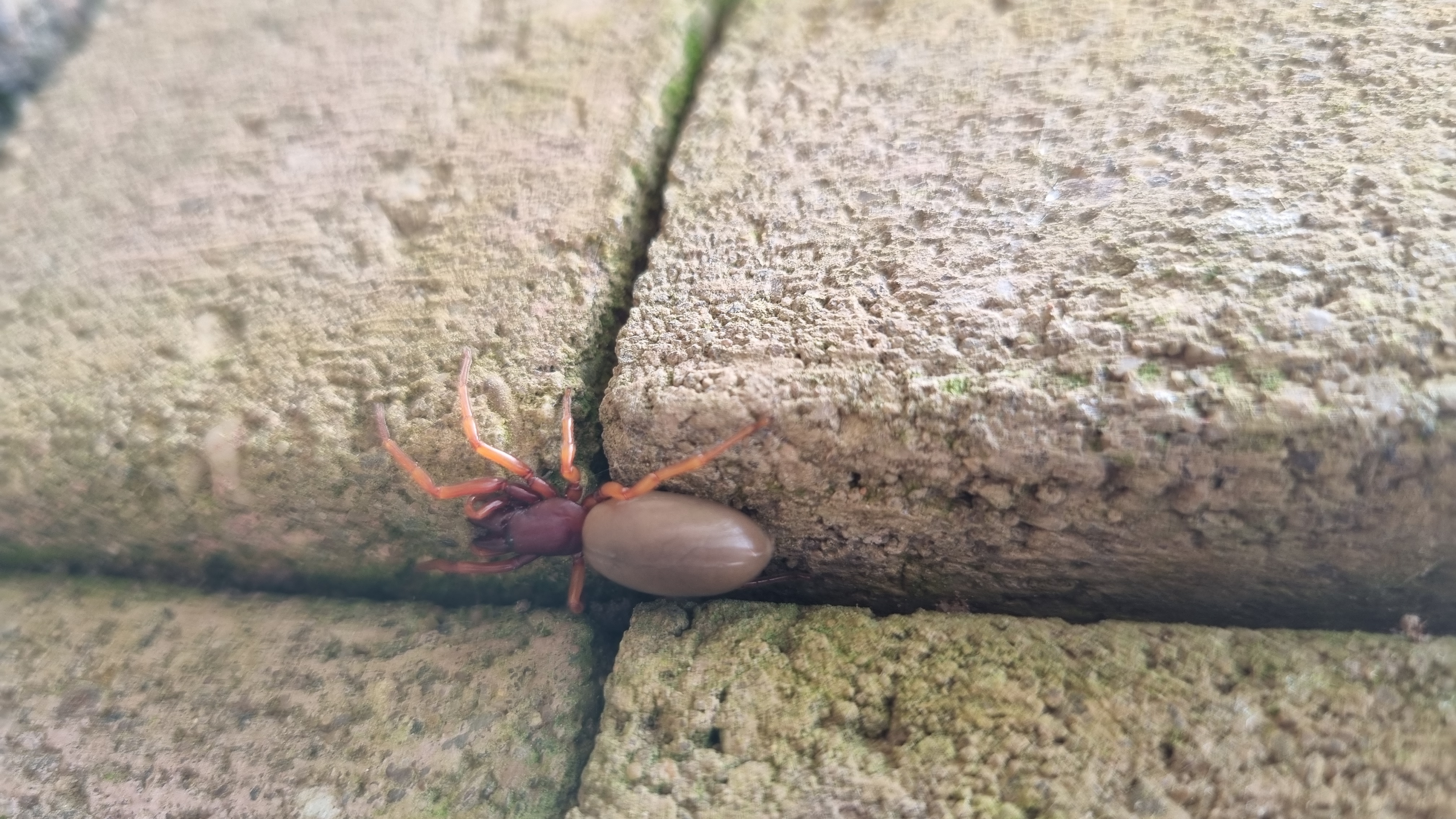 Picture for question