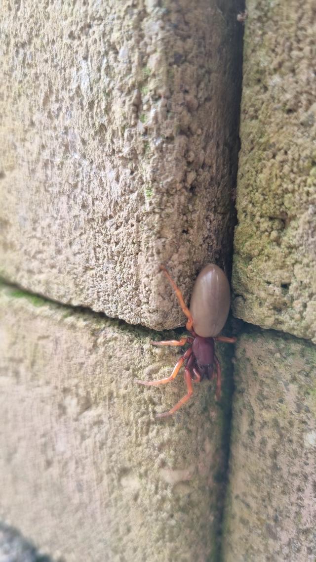 Picture for question