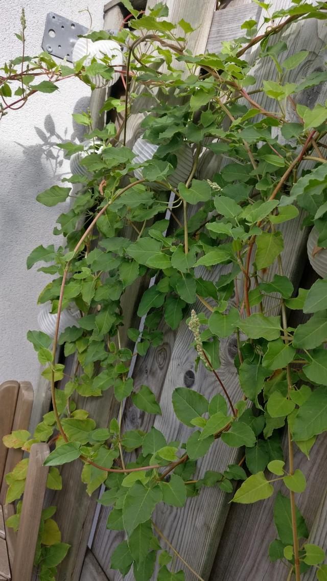 Picture for question