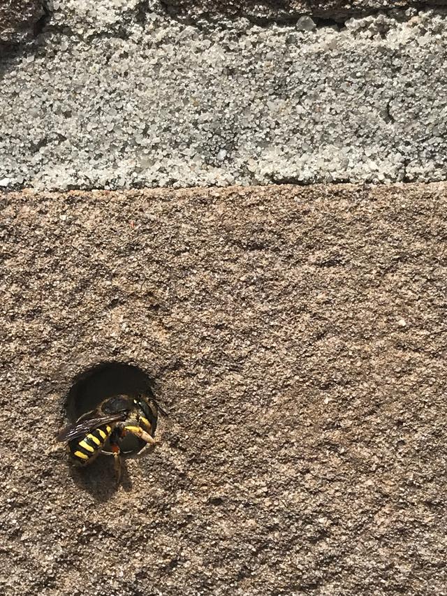 Picture for question