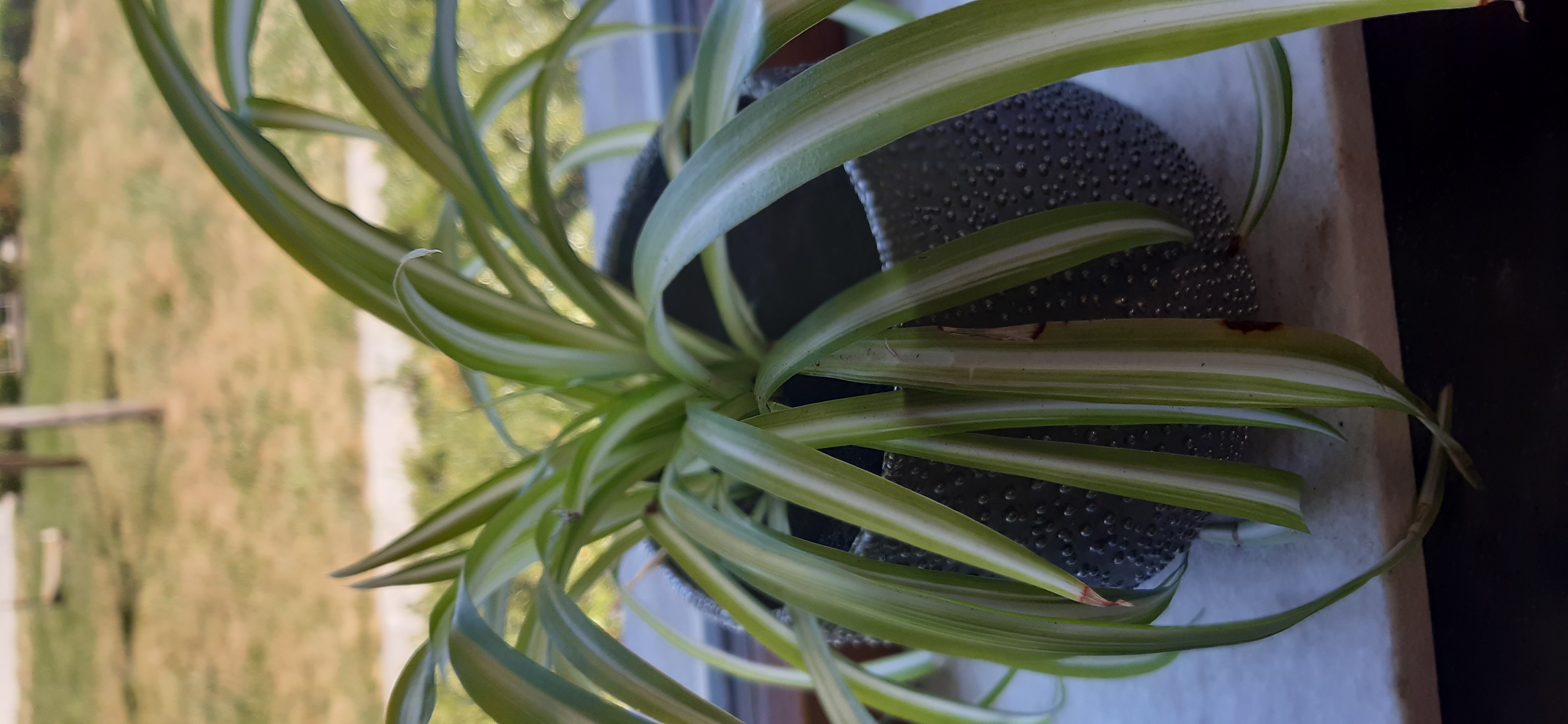 Picture for question