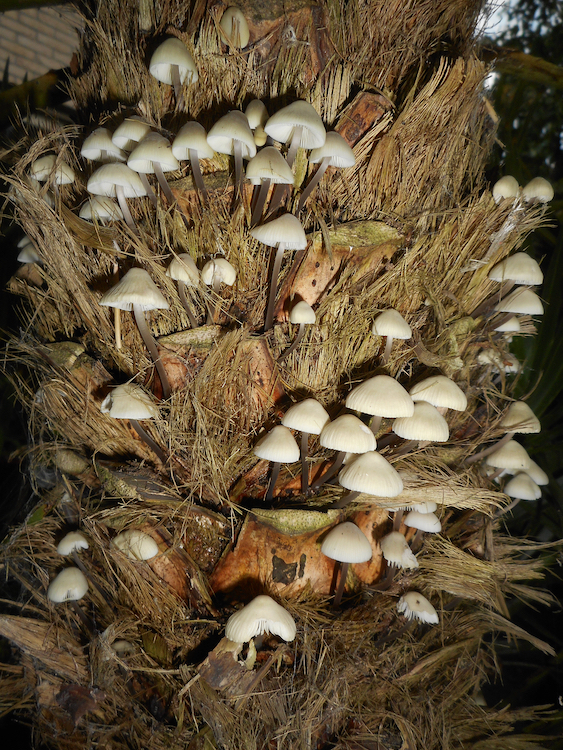 Plaatje bij antwoord