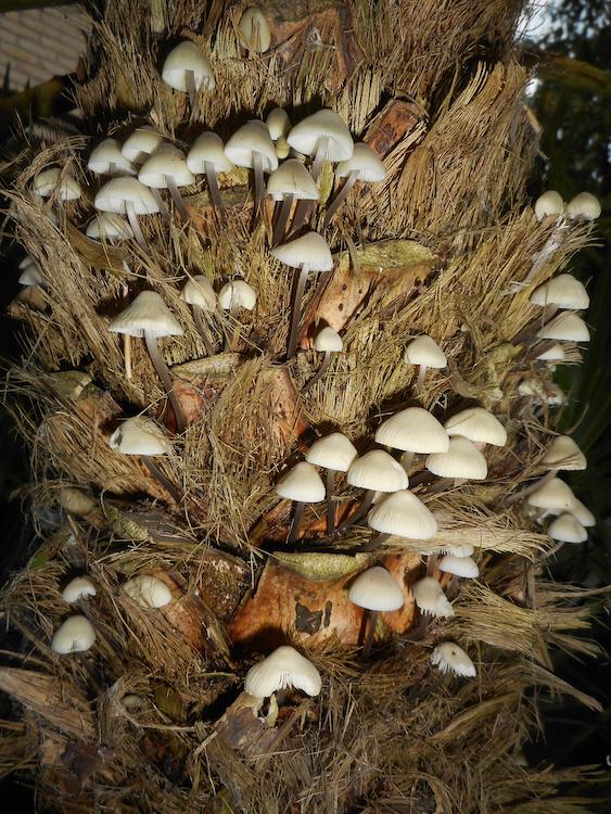 Plaatje bij antwoord