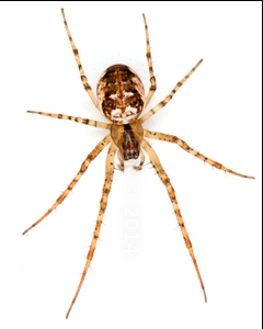 Plaatje bij antwoord