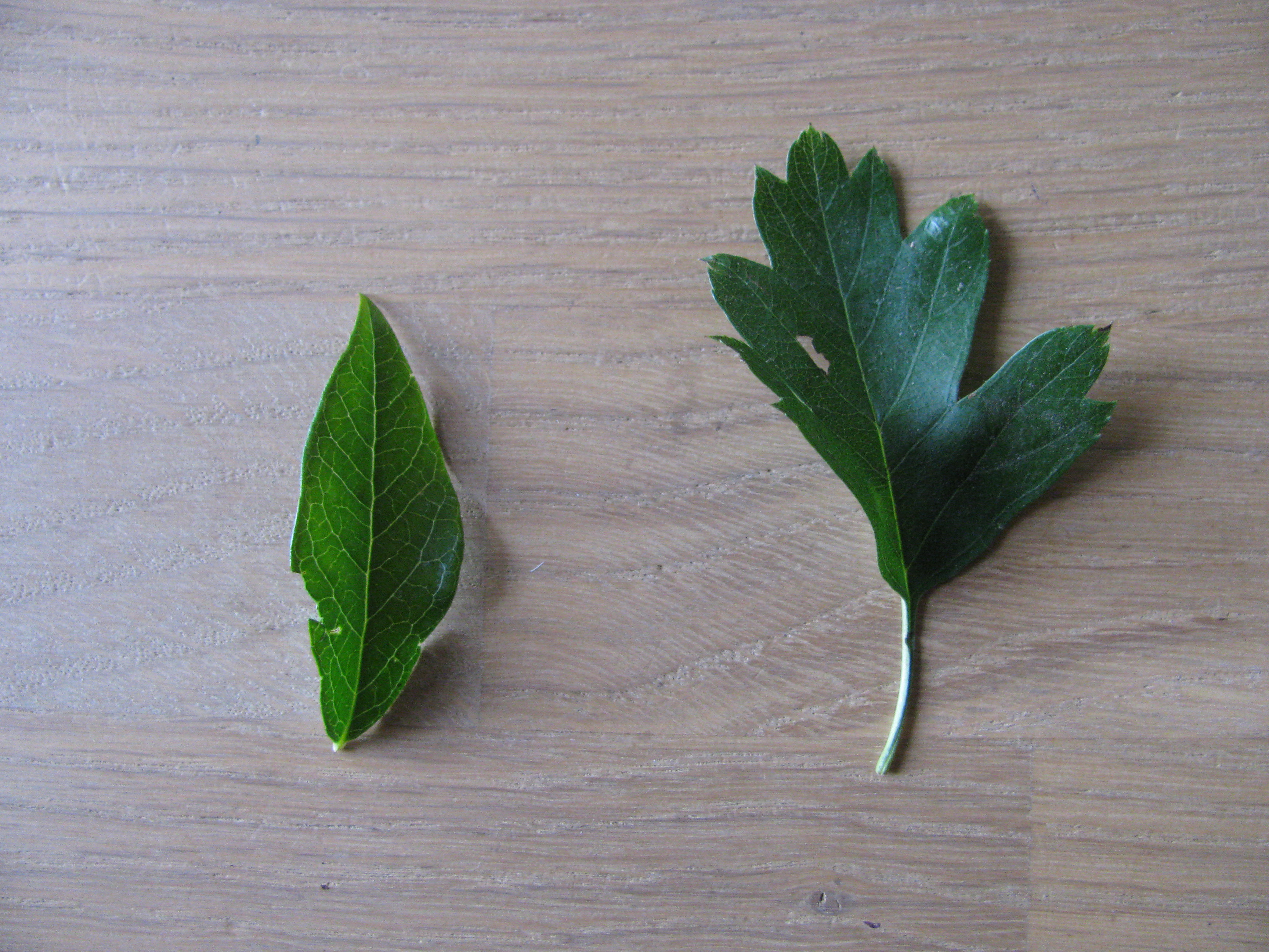 Picture for question