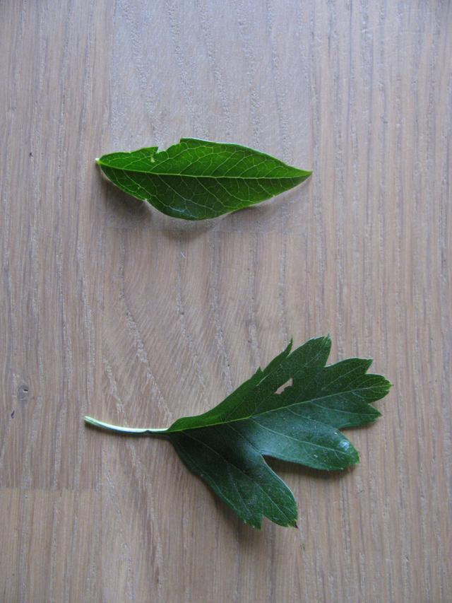 Picture for question