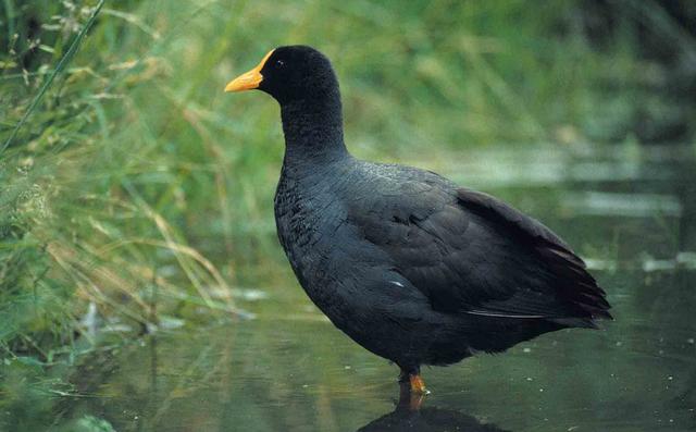 Plaatje bij antwoord