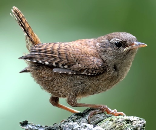 Plaatje bij antwoord