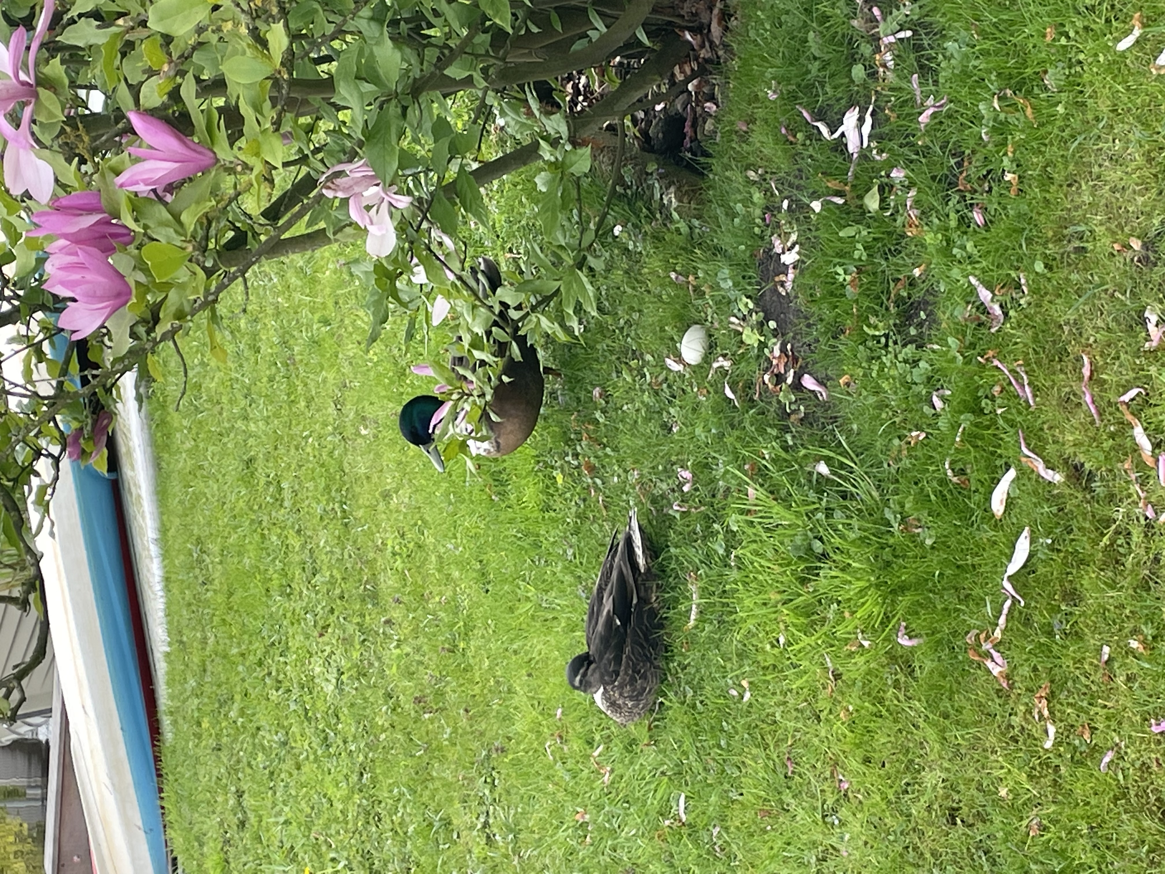 Picture for question