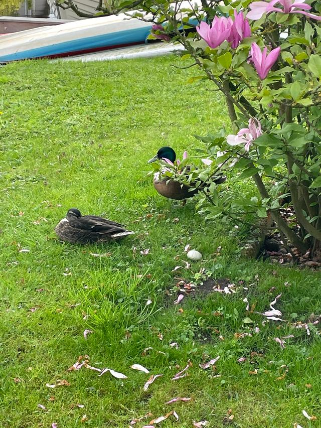 Picture for question