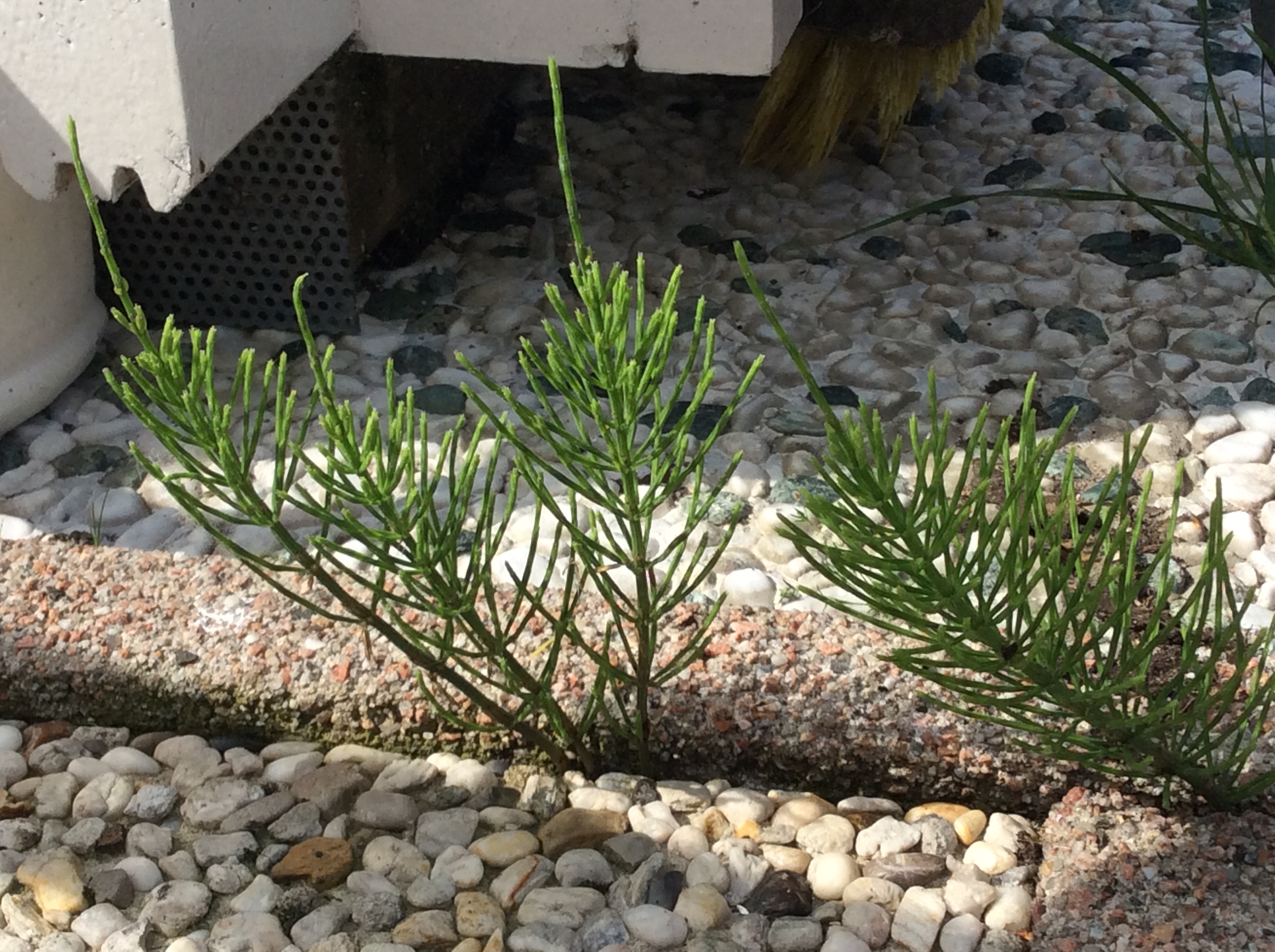 Picture for question