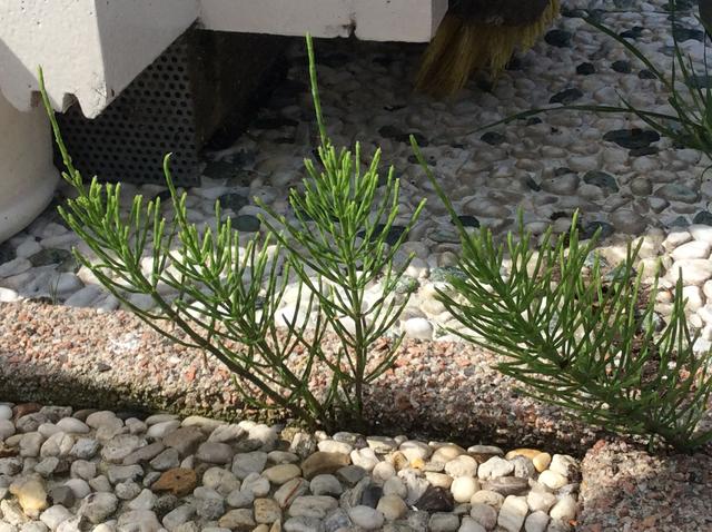 Picture for question