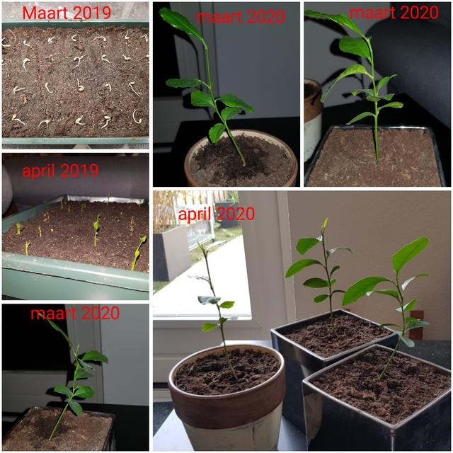 Plaatje bij antwoord