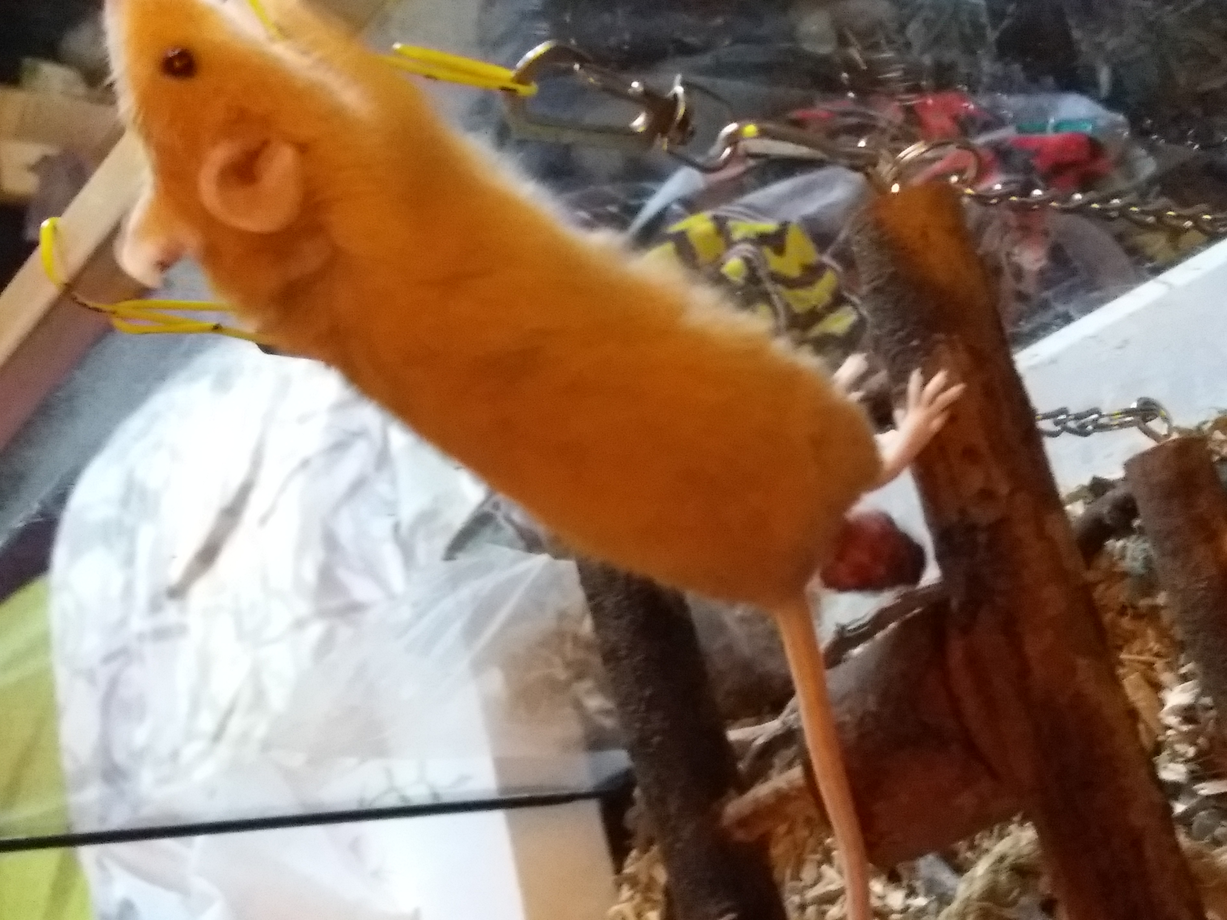 Picture for question