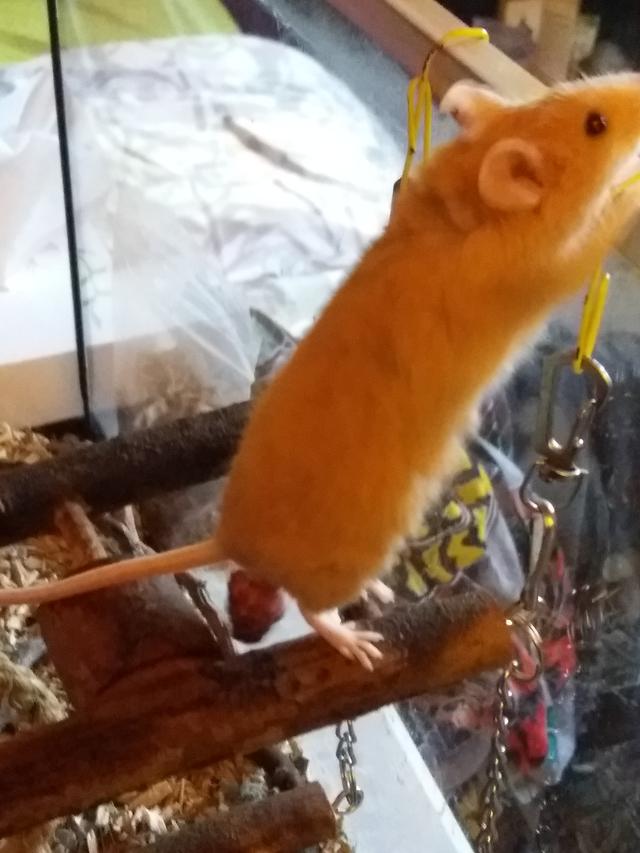 Picture for question