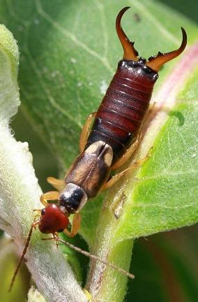 Plaatje bij antwoord