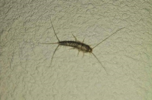 Plaatje bij antwoord