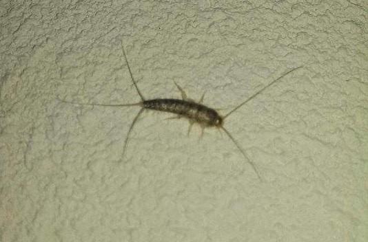 Plaatje bij antwoord