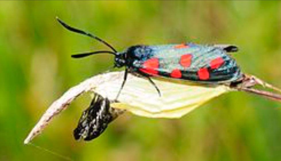 Plaatje bij antwoord