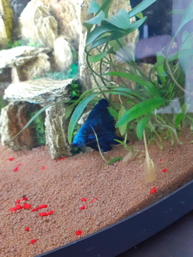 Picture for question