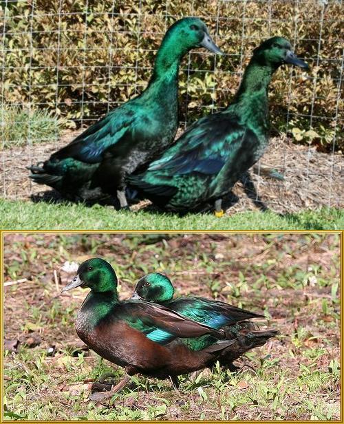 Plaatje bij antwoord