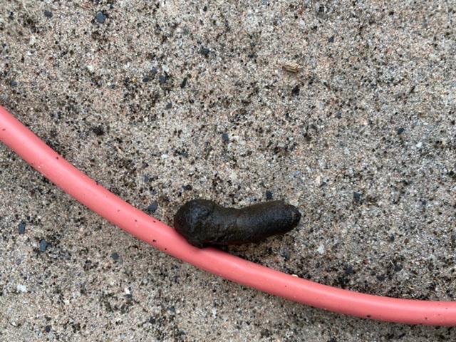 Picture for question