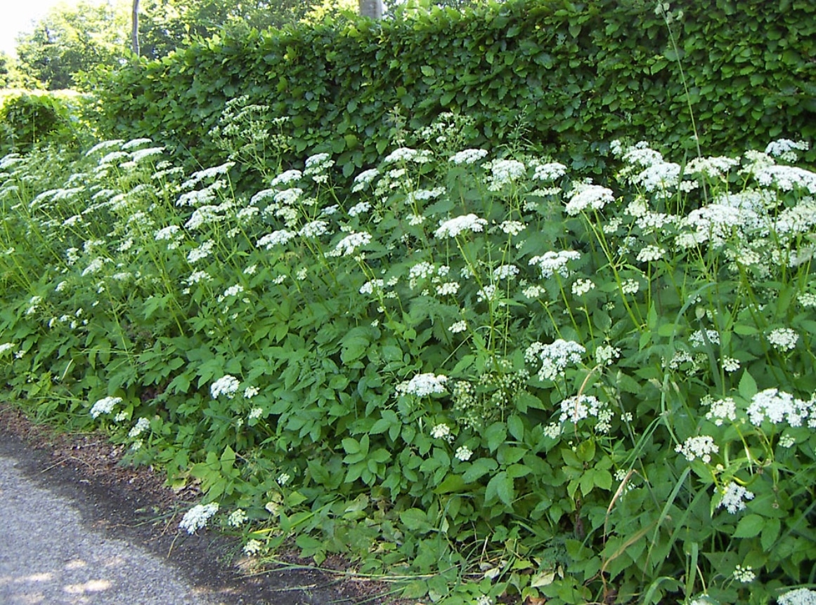 Plaatje bij antwoord