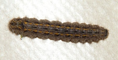 Plaatje bij antwoord