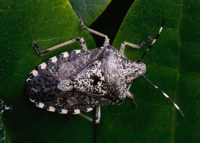 Plaatje bij antwoord