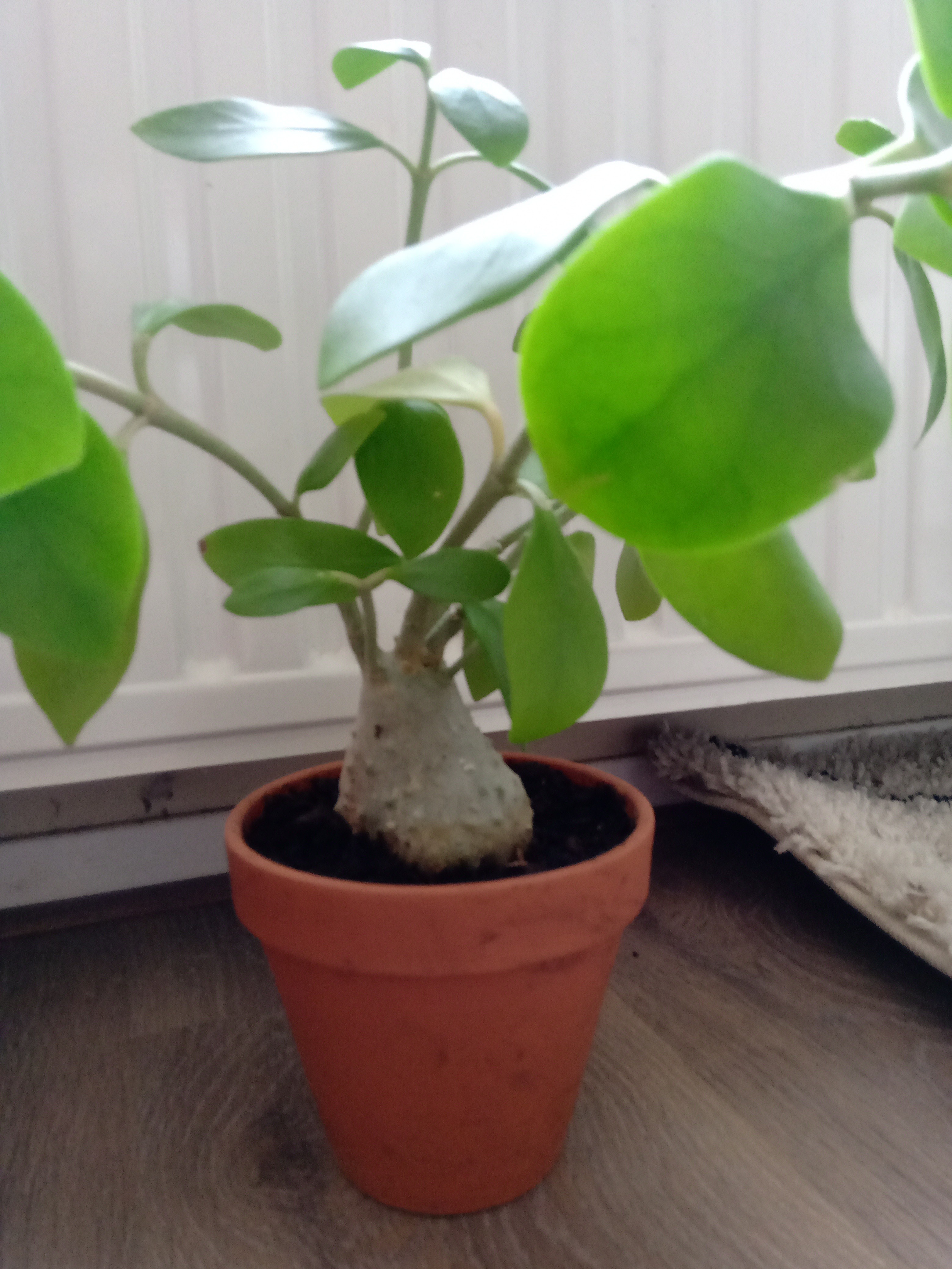 Picture for question