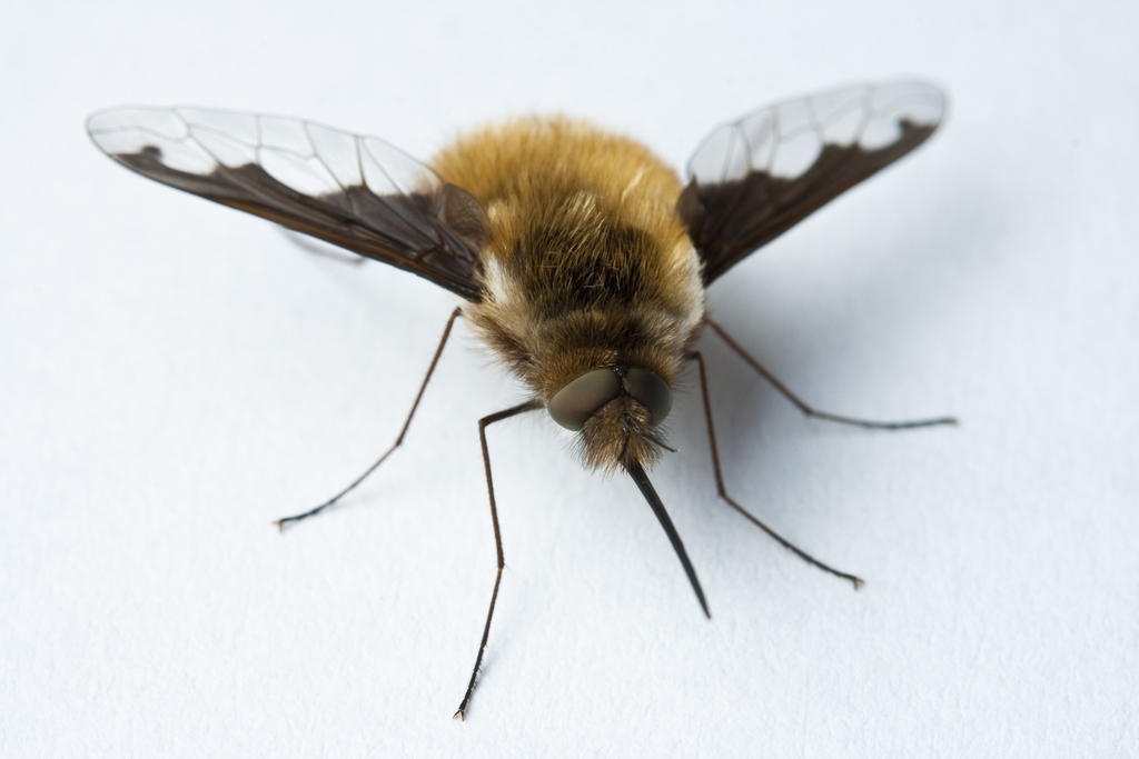 Plaatje bij antwoord