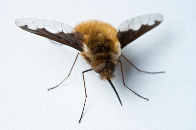 Plaatje bij antwoord