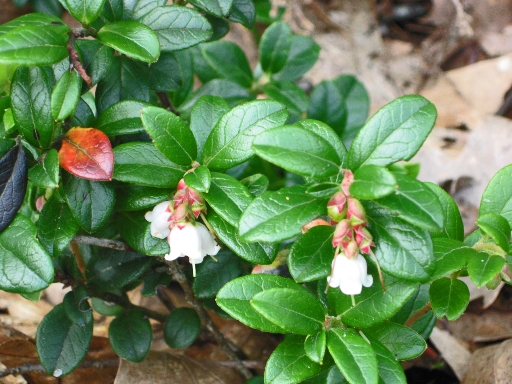 Plaatje bij antwoord