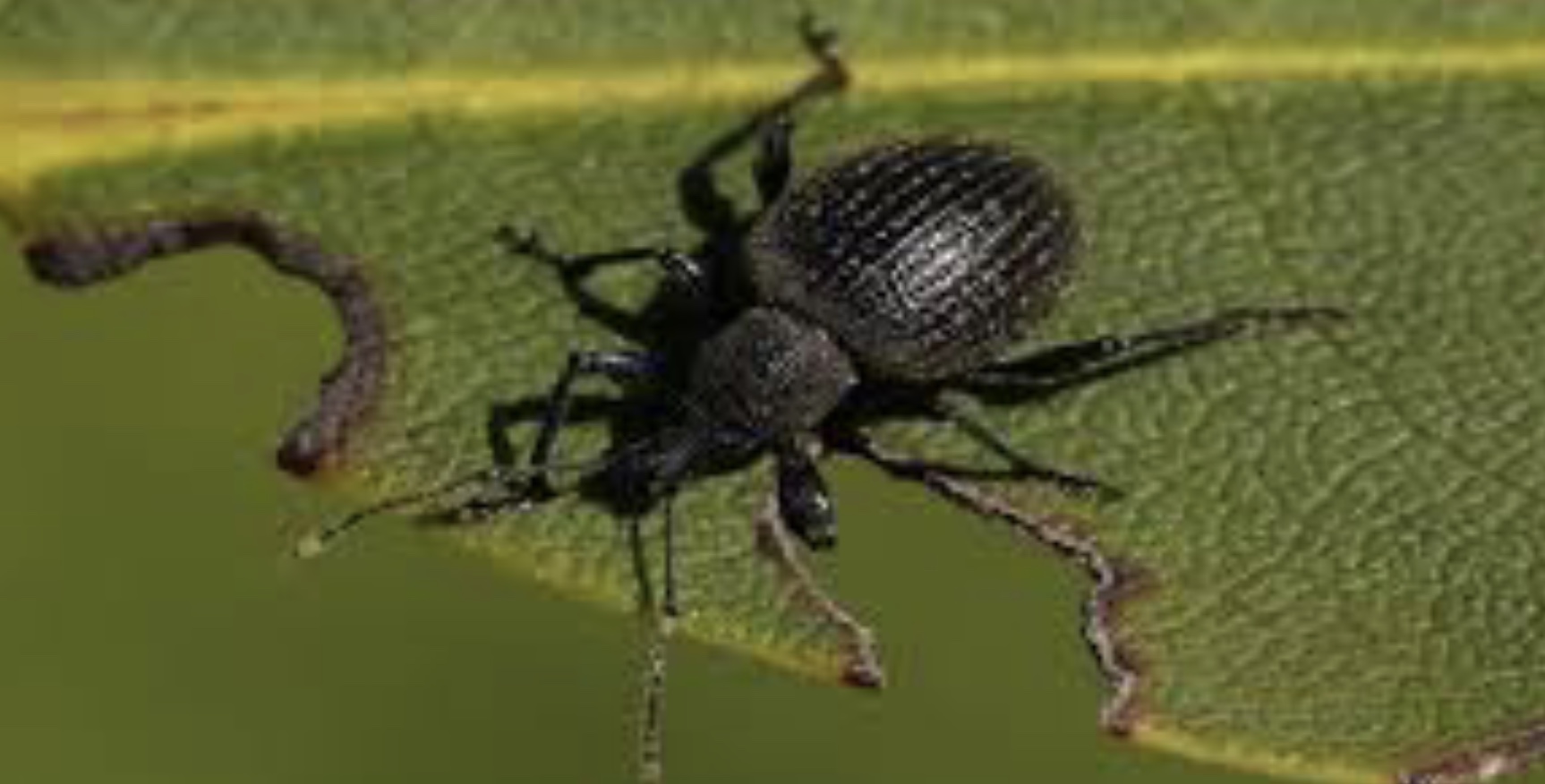 Plaatje bij antwoord