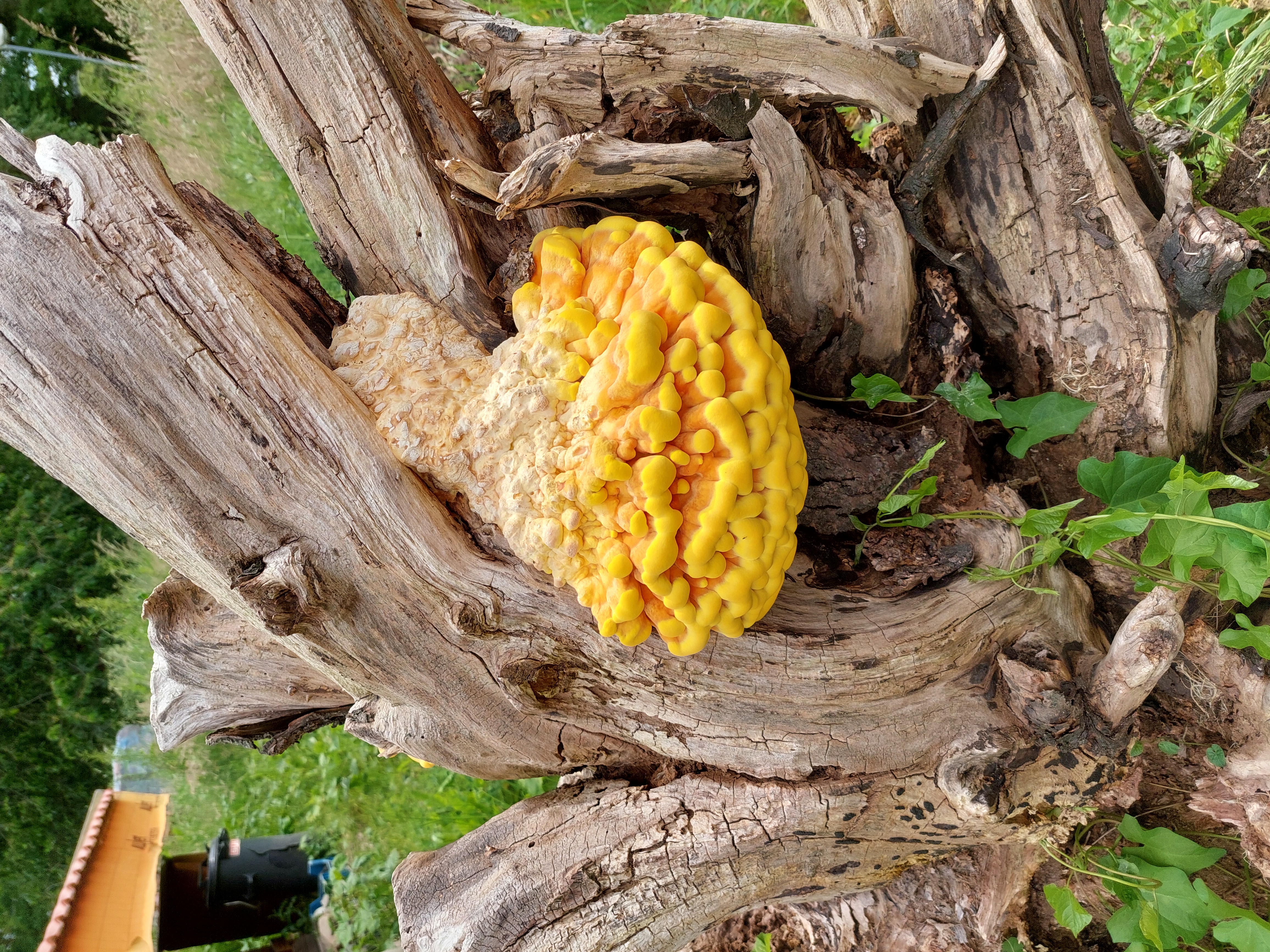 Picture for question