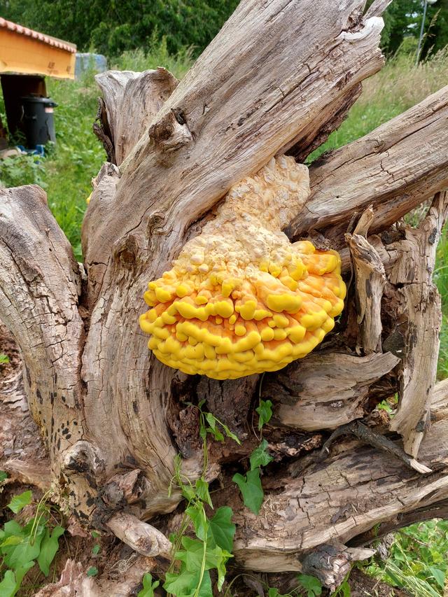 Picture for question