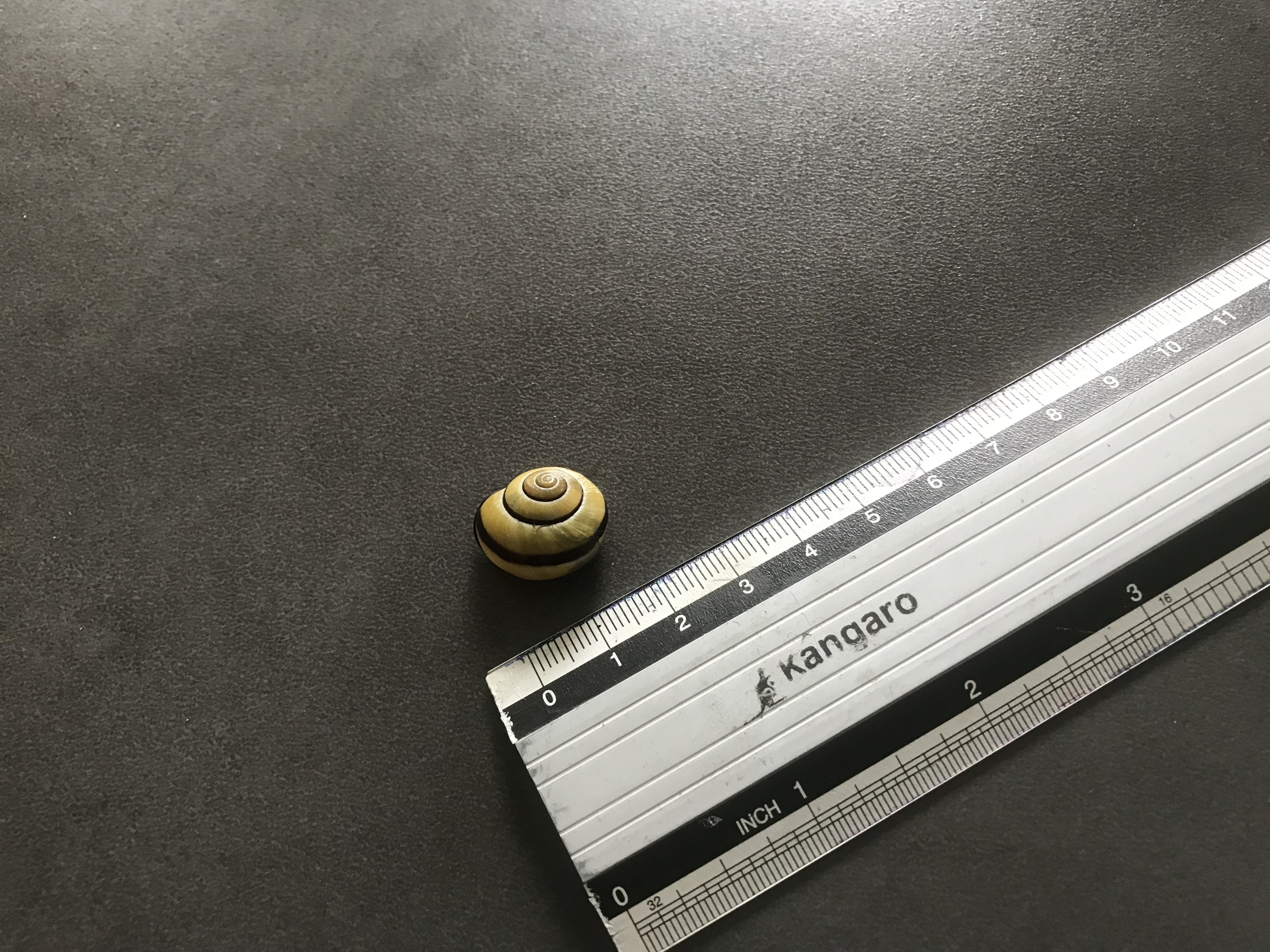 Picture for question