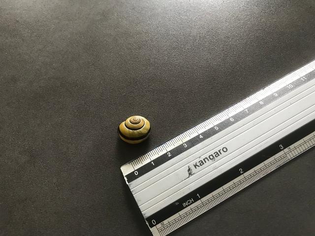 Picture for question