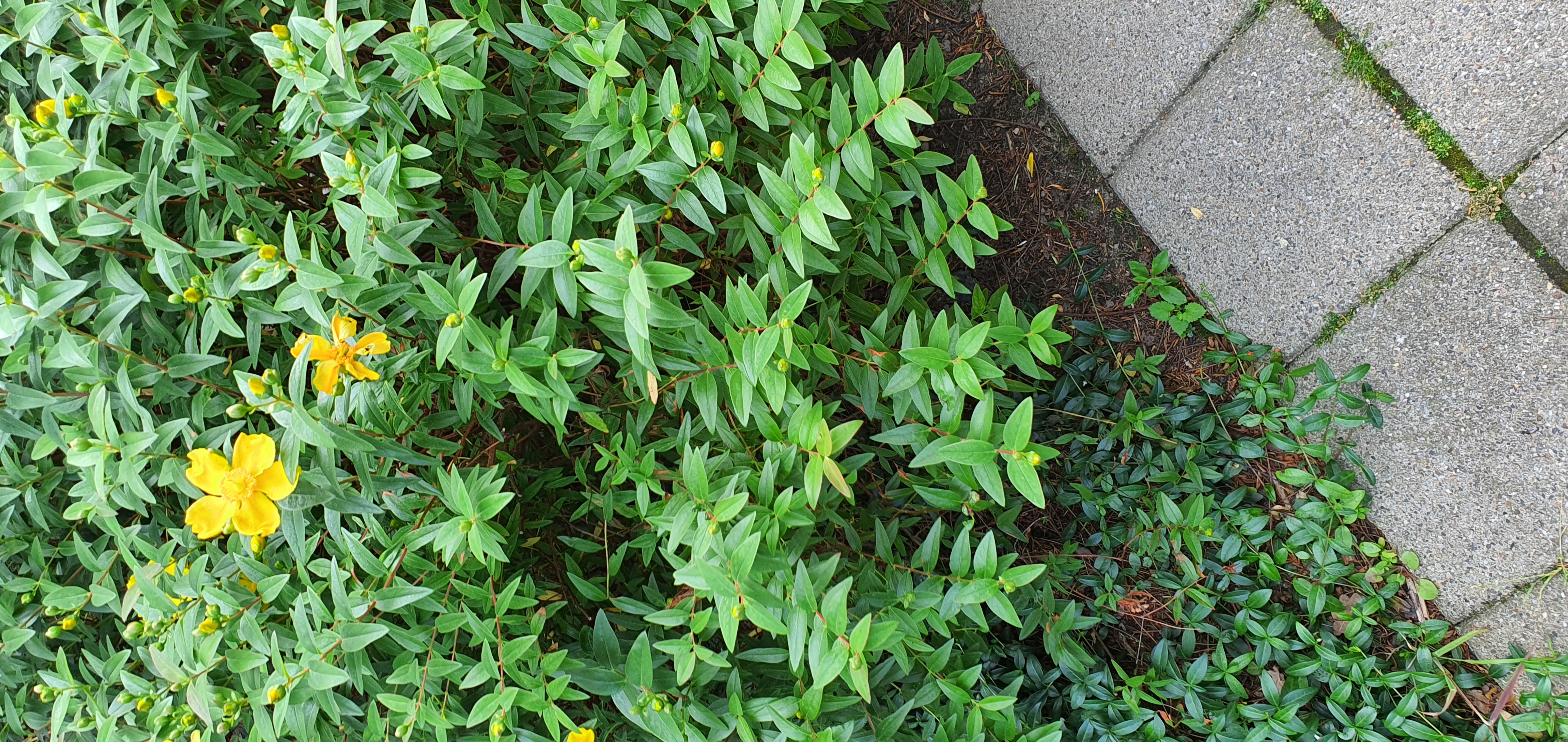 Picture for question